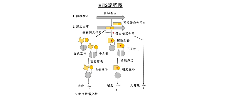 The latest achievements of Dr. Yaoqi Zhou, Dr. Jian Zhan and their collaborators: high-throughput gene cutting to discover protein complementary fragments